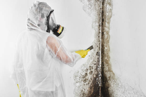 Best Attic Mold Removal  in El Verano, CA