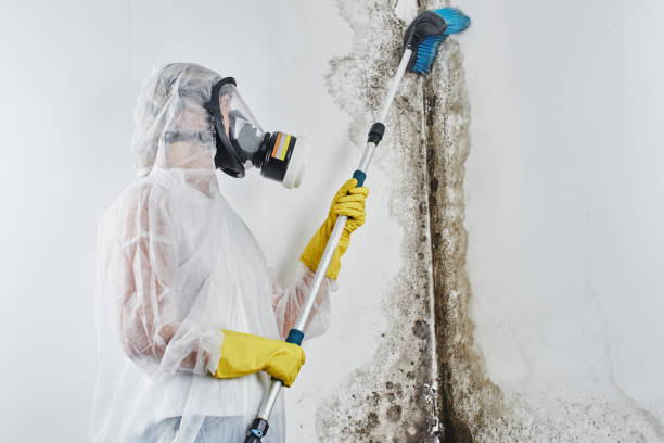 Mold Removal Process in El Verano, CA
