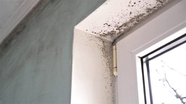 Best Mold Damage Repair  in El Verano, CA