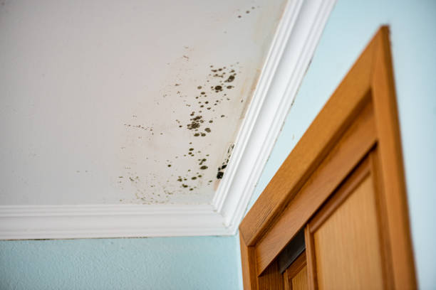 Best Local Mold Removal Service  in El Verano, CA