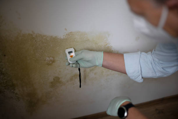 Best Certified Mold Removal  in El Verano, CA
