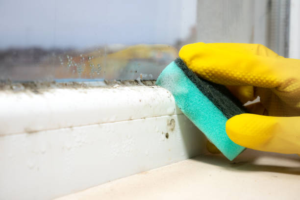 Best Fast Mold Removal  in El Verano, CA