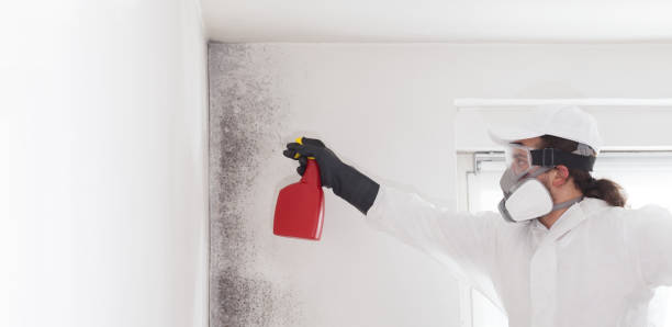 Best Office Mold Removal Services  in El Verano, CA