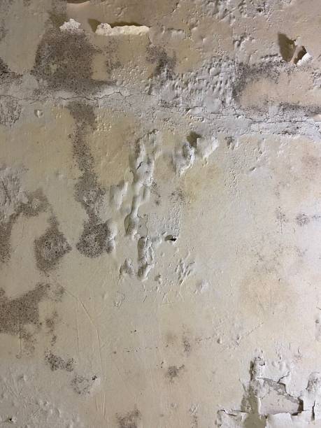 Best Mold Removal Process  in El Verano, CA