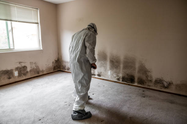 Professional Mold Removal in El Verano, CA