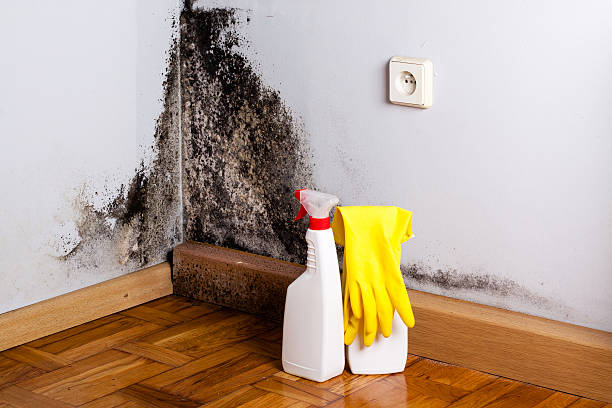 Best Black Mold Removal  in El Verano, CA