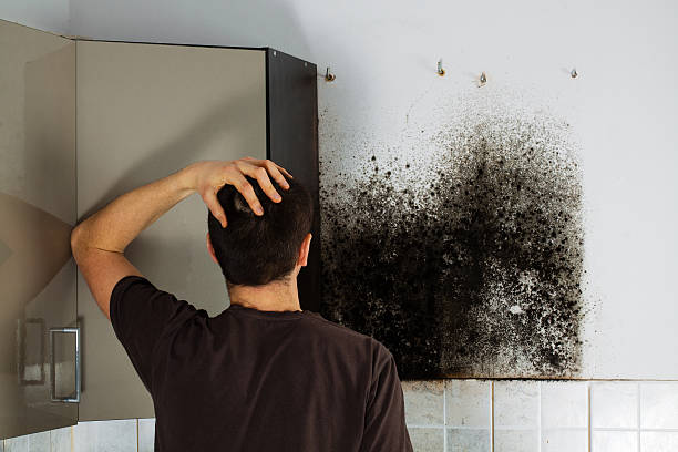 Mold Removal and Inspection in El Verano, CA
