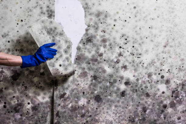 Best Best Mold Removal Companies  in El Verano, CA