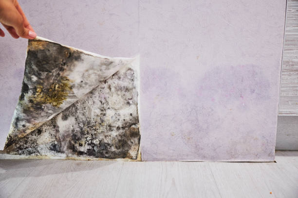 Best Black Mold Removal  in El Verano, CA